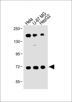 FBXL5 Antibody (N-term)