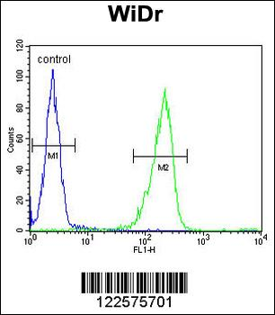 IL31 Antibody (N-term)