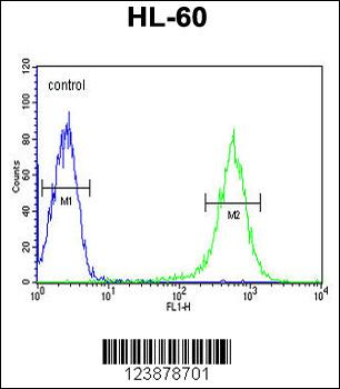 EYA4 Antibody (C-term)