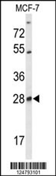 SELT Antibody (N-term)
