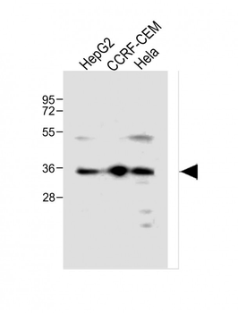 MTNR1A Antibody (Center)