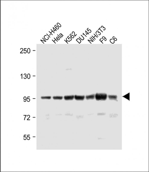 ABCF1 Antibody (C-term)