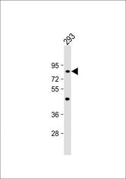 TSPEAR Antibody (Center)