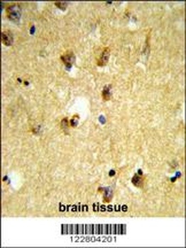 KCTD12 Antibody (Center)
