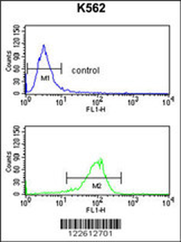 ATP1B2 Antibody (Center)