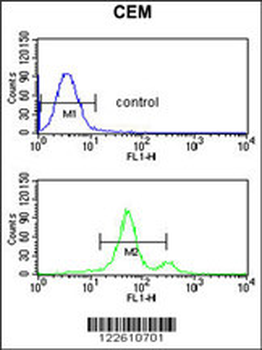 ACCN2 Antibody (C-term)