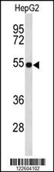 EFEMP2 Antibody (C-term)
