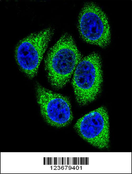 DEK Antibody (C-term)