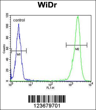 DEK Antibody (C-term)
