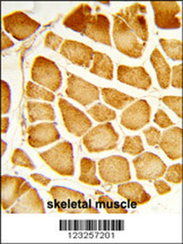 COX4I1 Antibody (N-term)