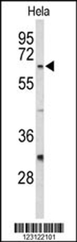 CDC20 Antibody (N-term)