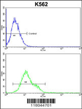 CFLAR Antibody (Center)