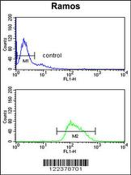 POU2AF1 Antibody (N-term)