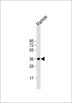 POU2AF1 Antibody (N-term)