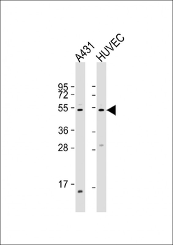 EFEMP1 Antibody (N-term)