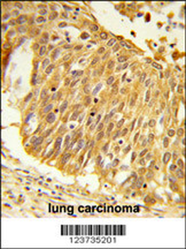 EEFSEC Antibody (C-term)
