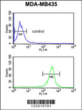 EXTL3 Antibody (N-term)
