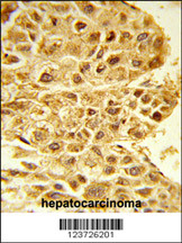 E2F5 Antibody (N-term)