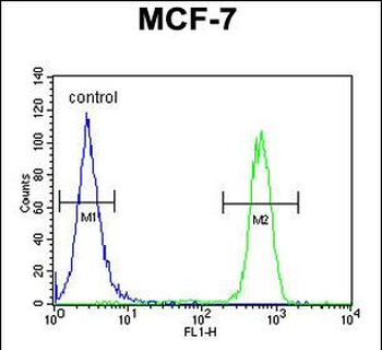 CDC37 Antibody (Center)