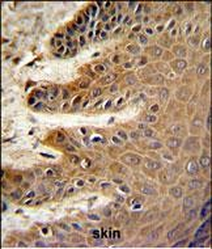 CDC37 Antibody (Center)