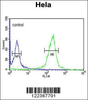 CLIP1 Antibody (N-term)