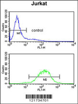 C1QB Antibody (N-term)