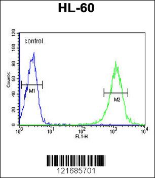 B4GalT1 Antibody (C-term)