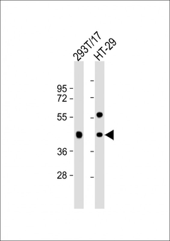 GPA33 Antibody (C-term)