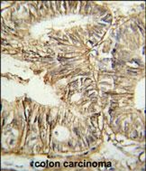 GPA33 Antibody (C-term)