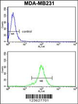 RPGRIP1 Antibody (Center)