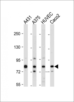 AMOTL2 Antibody (Center)