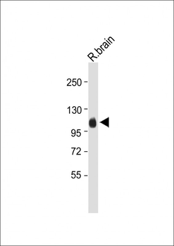 MAG Antibody (Center)