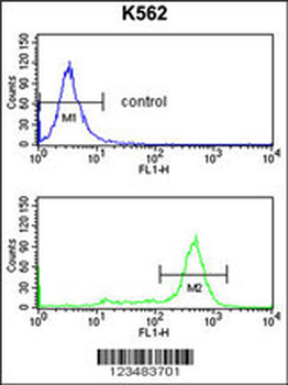 IL1RAPL2 Antibody (Center)