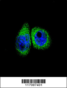 CYP7B1 Antibody (Center)