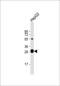 DCI Antibody (C-term)