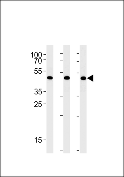 BAT1 Antibody (C-term)