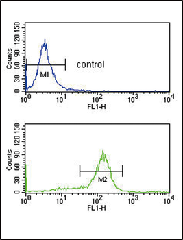 BAT1 Antibody (C-term)