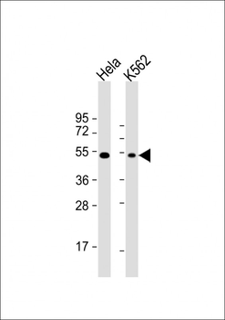 BAT1 Antibody (C-term)