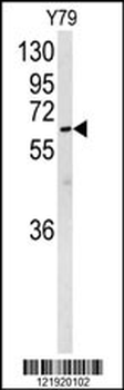 NEURL Antibody (Center)