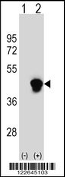 PECI Antibody (C-term)