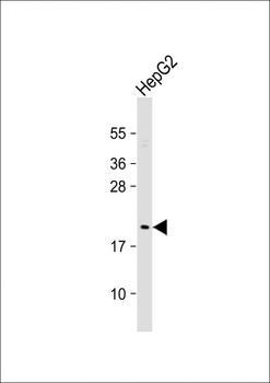 NIP7 Antibody (C-term)