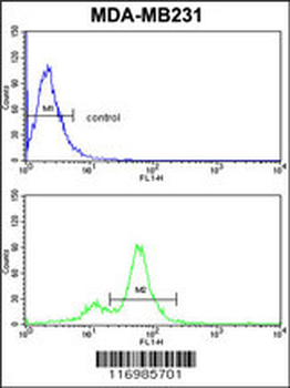 CYP2A13 Antibody (C-term)