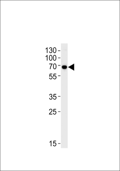 KLC1 Antibody (Center)
