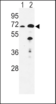 EHHADH Antibody (C-term)