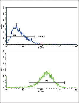 EHHADH Antibody (C-term)