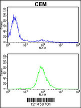 MPZ Antibody (C-term)