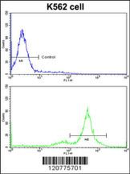 PTK2 Antibody (Center)