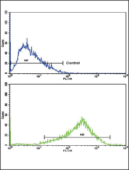 AP2A2 Antibody (Center)