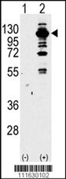 PI3KCG Antibody (Center)
