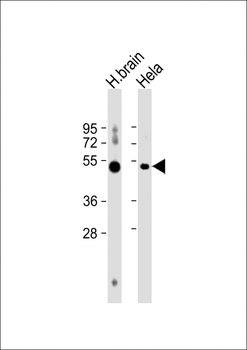 BAIAP2 Antibody (C-term)